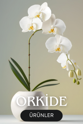 Orkideler